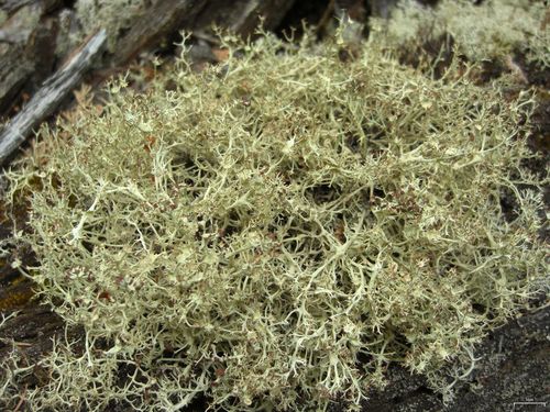 Quill Lichen (Lichens &amp; Fungi of Wapusk National Park | Les lichens et ...