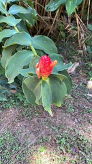 Costus woodsonii