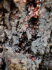 Biscogniauxia mediterranea
