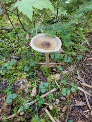 Melanoleuca alboflavida