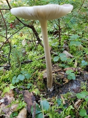 Melanoleuca alboflavida