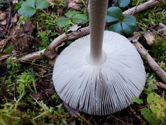 Melanoleuca alboflavida