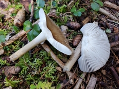 Melanoleuca alboflavida