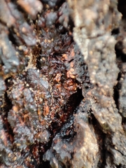 Biscogniauxia mediterranea