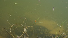 Brachythemis contaminata