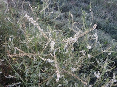 Aloysia gratissima