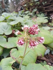 Petasites pyrenaicus