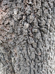 Biscogniauxia mediterranea