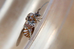 Andricus quercustozae