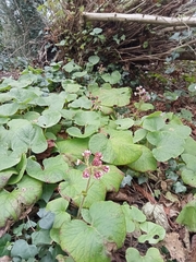 Petasites pyrenaicus
