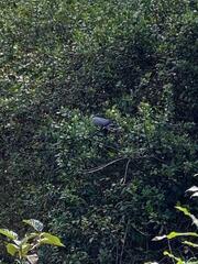 Patagioenas fasciata