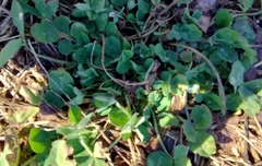 Trifolium repens