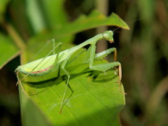Miomantis