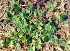 Trifolium repens