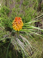 Kniphofia uvaria