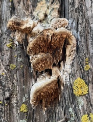 Subantrodia juniperina