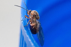 Andricus quercustozae