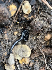 Plethodon mississippi