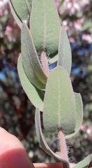 Arctostaphylos auriculata