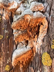 Subantrodia juniperina