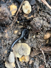 Plethodon mississippi