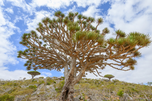 Dracaena cinnabari, photograph 6