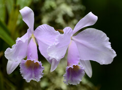 Cattleya trianae