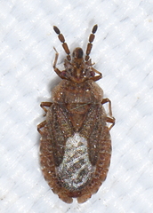 Aradus cinnamomeus