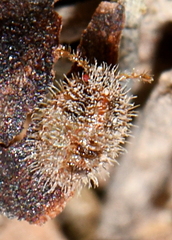 Coptosoma scutellatum