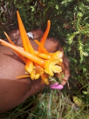 Disa porrecta