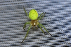 Araniella