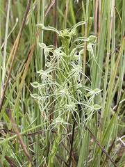 Habenaria kraenzliniana