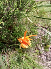 Disa porrecta