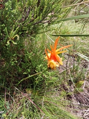 Disa porrecta