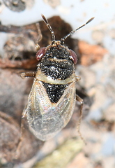 Geocoris megacephalus
