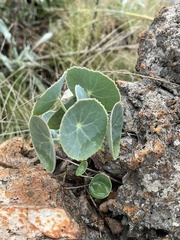 Senecio oxyriifolius