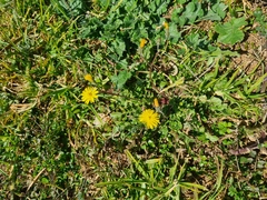 Crepis sancta