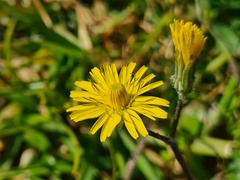 Crepis sancta