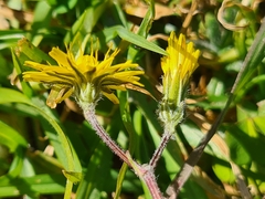 Crepis sancta