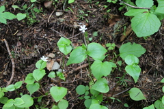 Claytonia sibirica