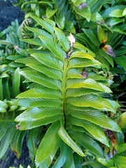 Asplenium obtusatum