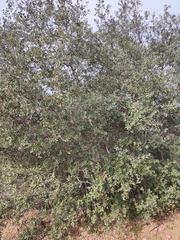 Quercus coccifera