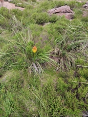 Kniphofia uvaria