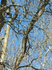 Melanerpes carolinus