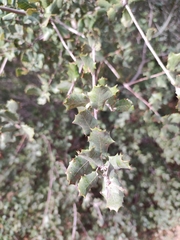Quercus coccifera