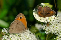 Maniola halicarnassus