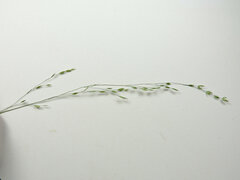 Poa wheeleri