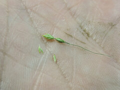 Poa wheeleri