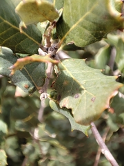 Quercus coccifera