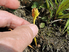 Botrychium lanceolatum